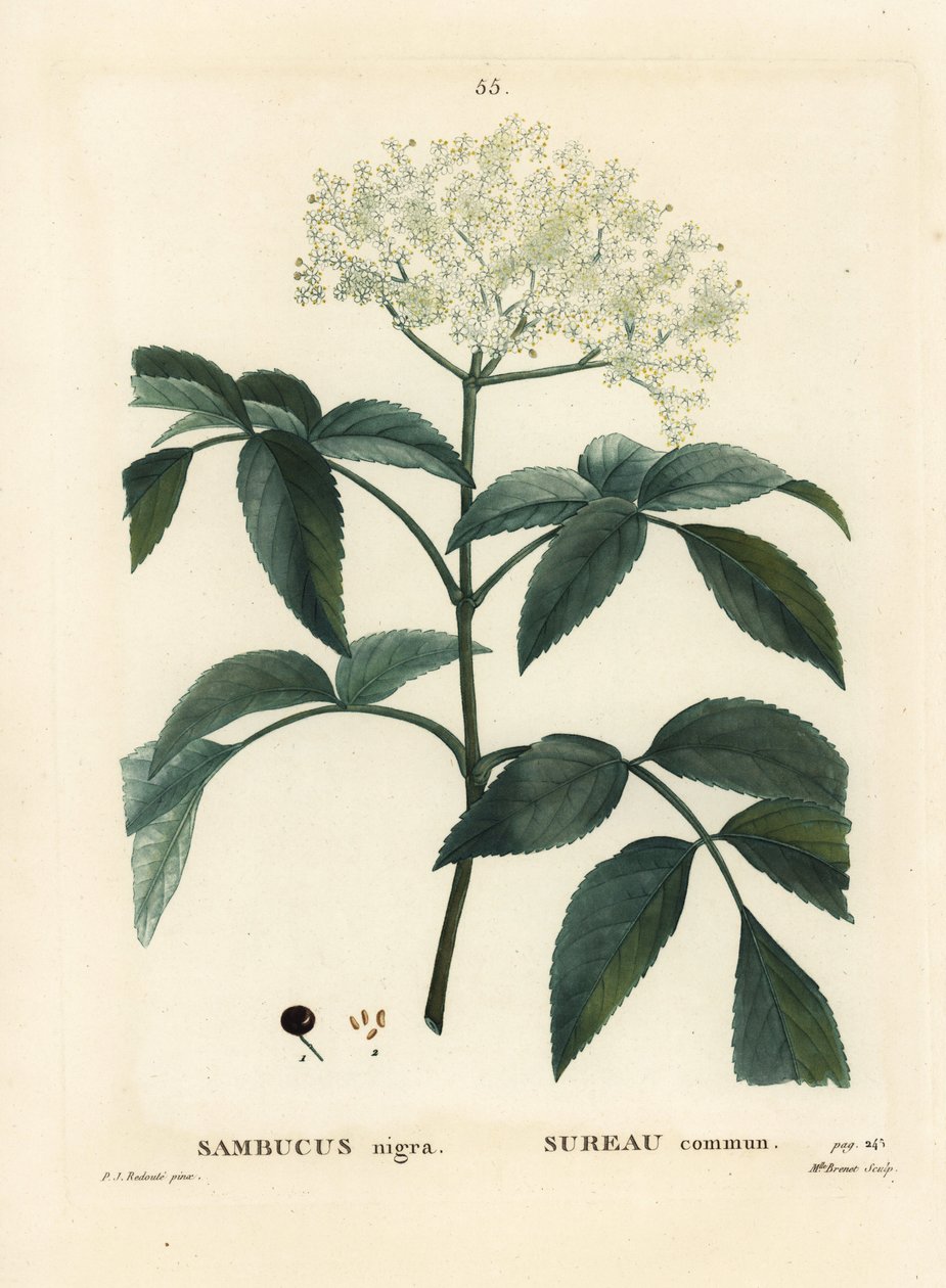Ancião negro ou sabugueiro europeu, Sambucus nigra. Gravura de agulha colorida por Miss Brenet após uma ilustração de Pierre-Joseph Redoute de Henri Louis Duhamel du Moncel