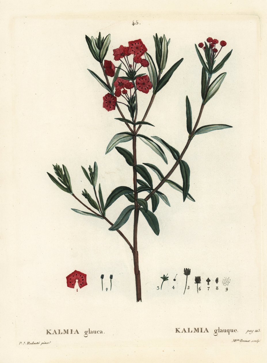 Bog laurel, Kalmia polifolia (Kalmia glauca). Gravura de agulha colorida por Miss Brenet após uma ilustração de Pierre-Joseph Redoute de Henri Louis Duhamel du Moncel