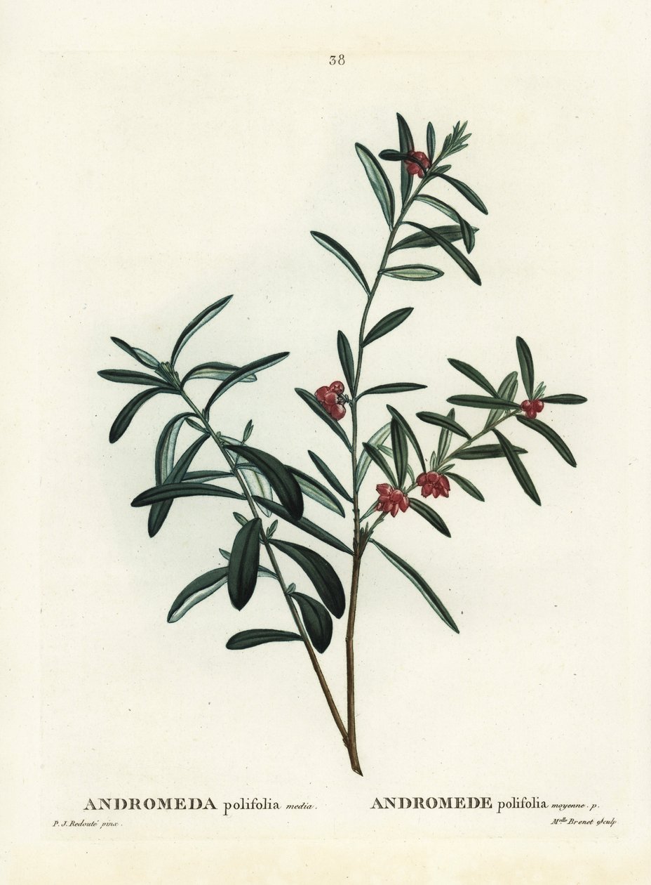 Alecrim do pântano, Andrómeda polifolia. Gravura de um estilete colorido à mão, depois de uma ilustração de Pierre-Joseph Redoute, de Henri Louis Duhamel du Monceau