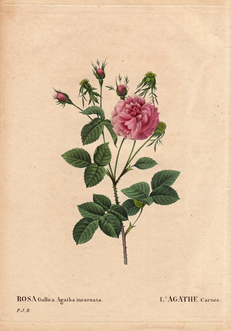Tábua Botânica, Flower, Rose Variete: Agathe carnee (Rosa gallica agatha incarnata). Origem desconhecida, espécies híbridas de Rose Gallica Damask. Em "Les Roses", Volume 2 de Pierre Joseph Redoute (1759-1840) de Pierre Joseph Redouté
