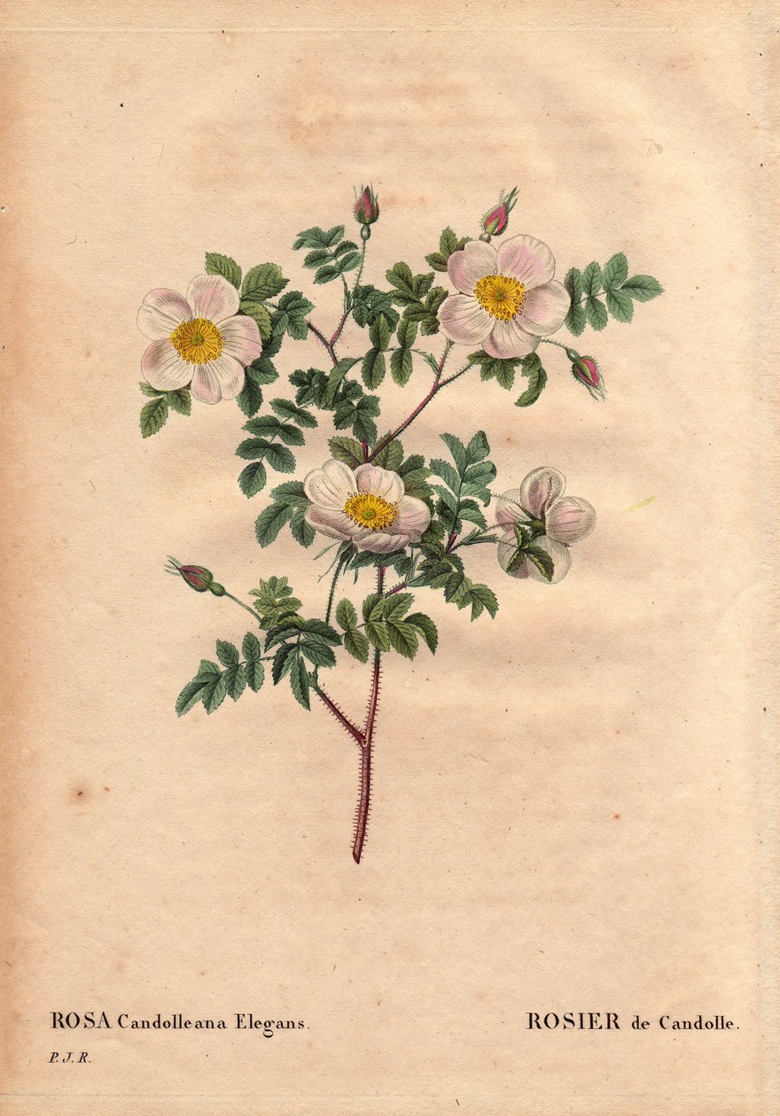 Tábua Botânica, Flower, Rose Variete: De Candolle