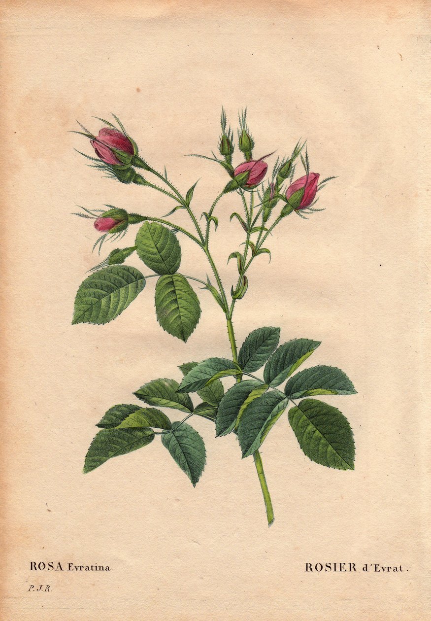 Tábua Botânica, Flower, Rose Variete: Rosa Evrat (Rosa evratina). Origem Desconhecida, de estufas holandesas e dá a Monsieur Evrath antes de 1824. Em "Les Roses", Volume 2 de Pierre Joseph Redoute (1759-1840) de Pierre Joseph Redouté