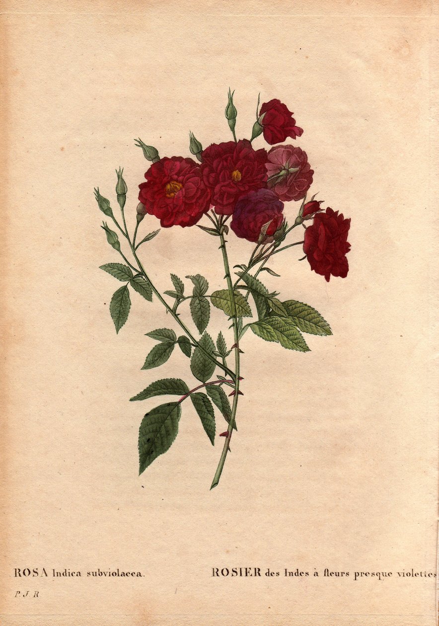 Tábua Botânica, Flower, Rose Variete: Rosa da Índia com flores quase violeta (Rosa indica subviolacea). Cultivada por M. Ternaux por volta de 1812. Em "Les Roses", Volume 2 de Pierre Joseph Redoute (1759-1840) de Pierre Joseph Redouté