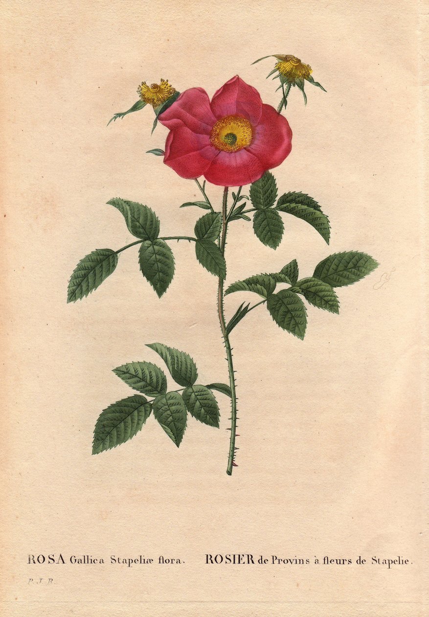 Tábua Botânica, Flower, Rose Variete: Provin Rose com floração de Stapelia (flora Rosa Gallica Stapeliae), provavelmente espécies extirpadas. Em "Les Roses", Volume 2 de Pierre Joseph Redoute (1759-1840) de Pierre Joseph Redouté