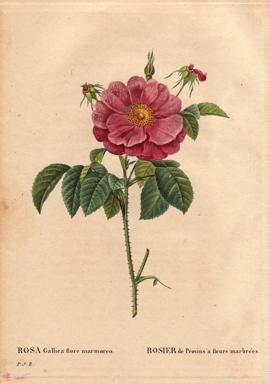 Tábua Botânica, Flower, Rose Variete: Provin Rose com flores marmorizadas (Rosa gallica flore marmoreo). Origem desconhecida. Em "Les Roses", Volume 2 de Pierre Joseph Redoute (1759-1840) de Pierre Joseph Redouté