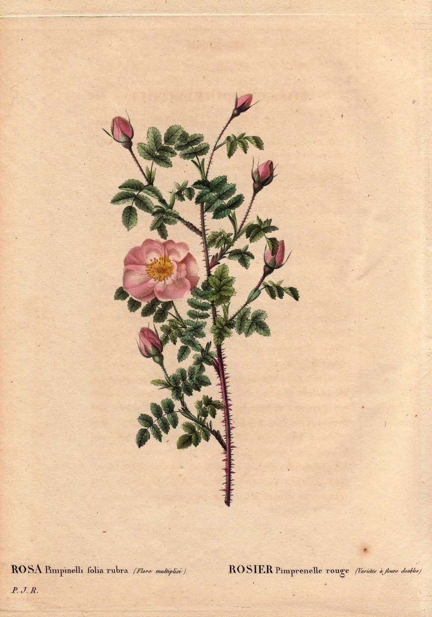 Tábua Botânica, Flower, Rose Variete: Rosa Pimprenelle vermelha (Variete tem flores duplas). Em latim: Rosa pimpinellifolia rubra. Flores cultivadas por Monsieur Descenemet, cerca de 1800. Em "Les Roses", Volume 2, de Pierre Joseph Redoute (1759-1840) de Pierre Joseph Redouté