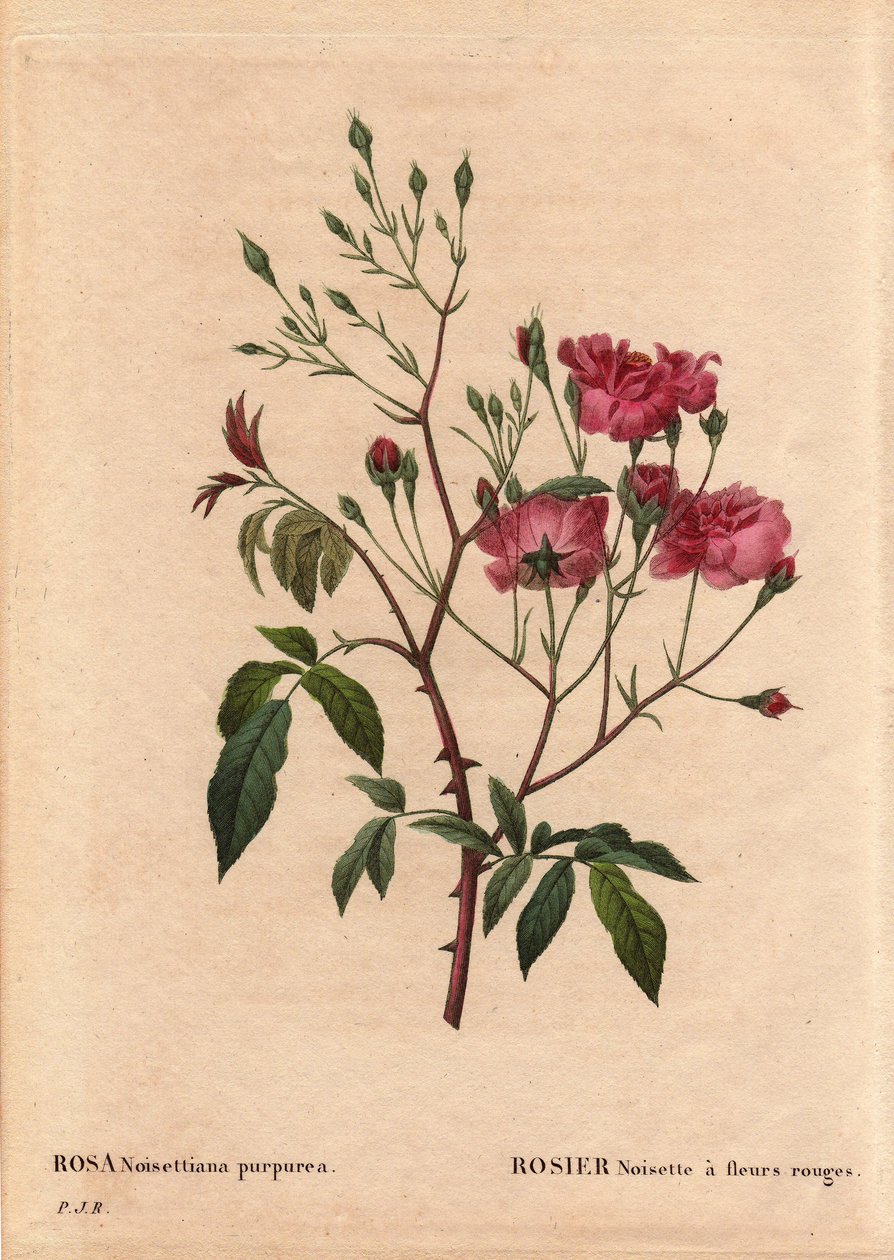 Tábua Botânica, Flower, Rose Variete: Avelã Rosa com flores vermelhas (Rosa noisettiana purpurea), obtida a partir das sementes da variedade Rosa Avelã no jardim de Monsieur Ternaux em 1822. Em "Les Roses", Volume 2 de Pierre Joseph Redoute (1759-184 de Pierre Joseph Redouté