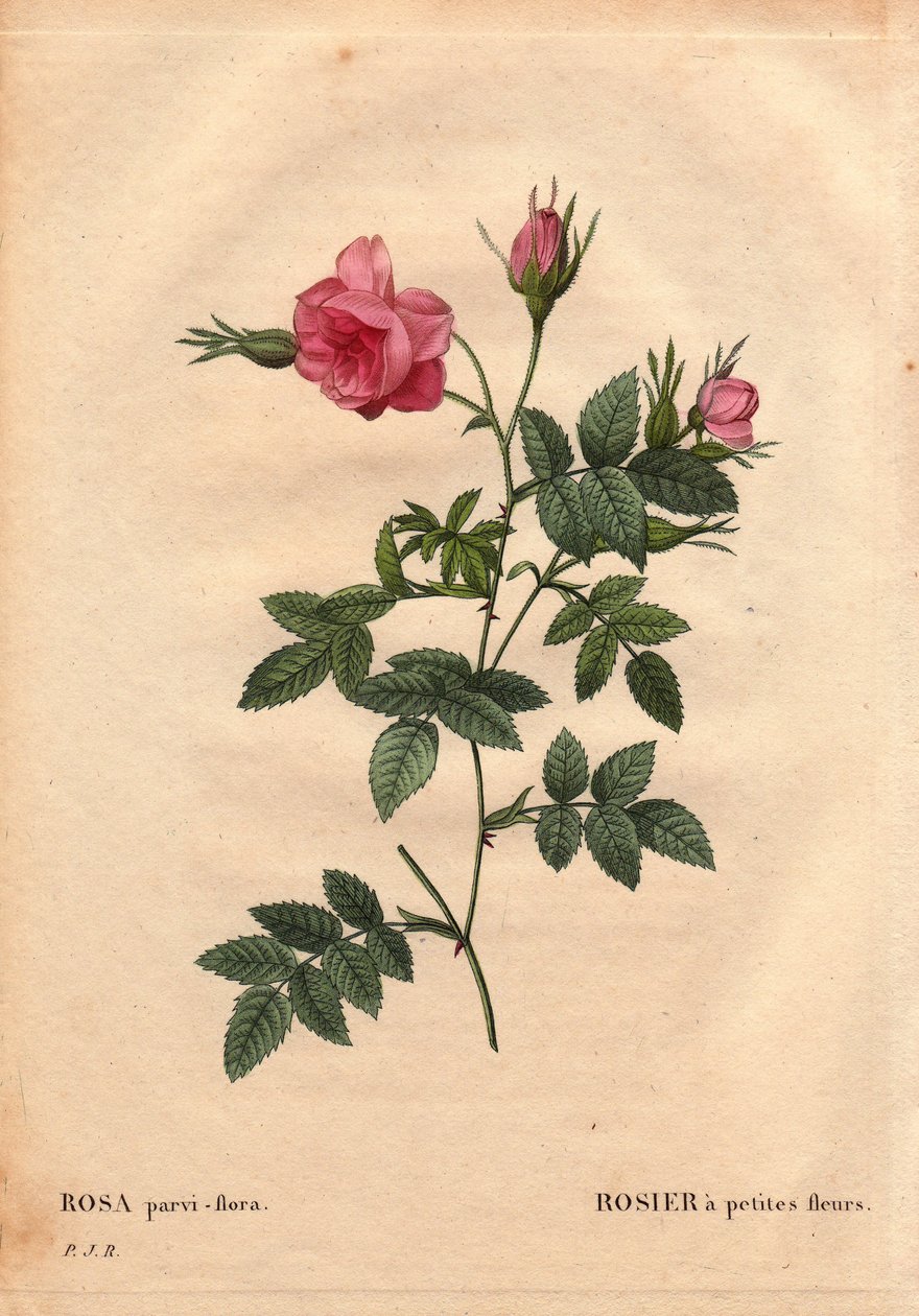 Tábua Botânica, Flower, Rose Variete: Rosa com pequenas flores (Rosa parvi-flora ou Rosa parvi flora) da América do Norte. Em "Les Roses", Volume 2, de Pierre Joseph Redoute (1759-1840) de Pierre Joseph Redouté