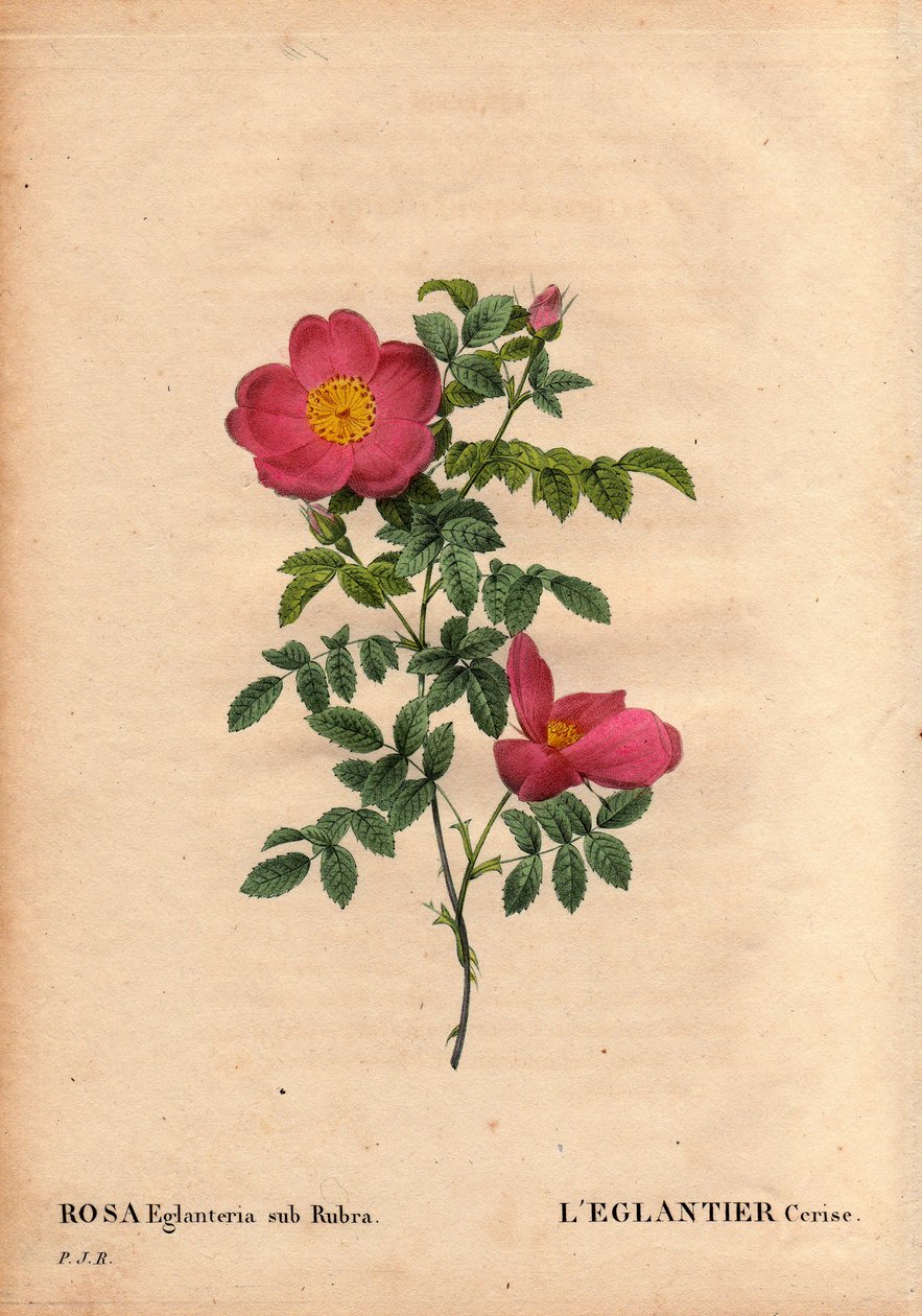 Tábua Botânica, Flower, Rose Variete: O repertório do Eglantier de Cereja (Rosa eglanteria sub rubra) nas estufas de Monsieur Vilmorin, cerca de 1820 e obtido pelas sementes da rosa foetida amarela. Em "Les Roses", Volume 2, de Pierre Joseph Redoute de Pierre Joseph Redouté