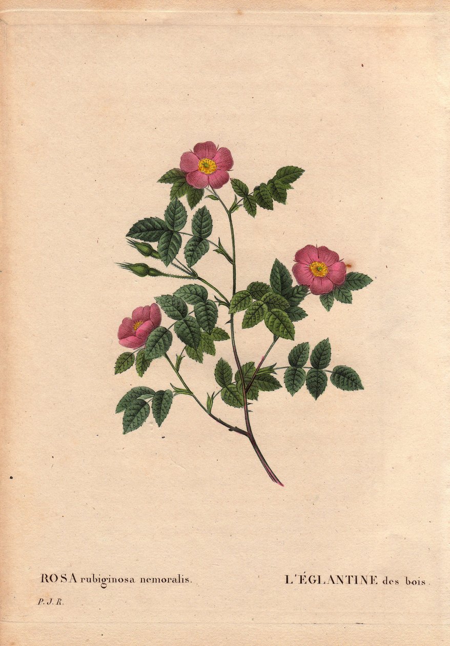 Tábua Botânica, Flower, Rose Variete: O Eglantine of the Woods. (Rosa rubiginosa nemoralis). Espécies da Europa. Em "Les Roses", Volume 2 de Pierre Joseph Redoute (1759-1840) de Pierre Joseph Redouté