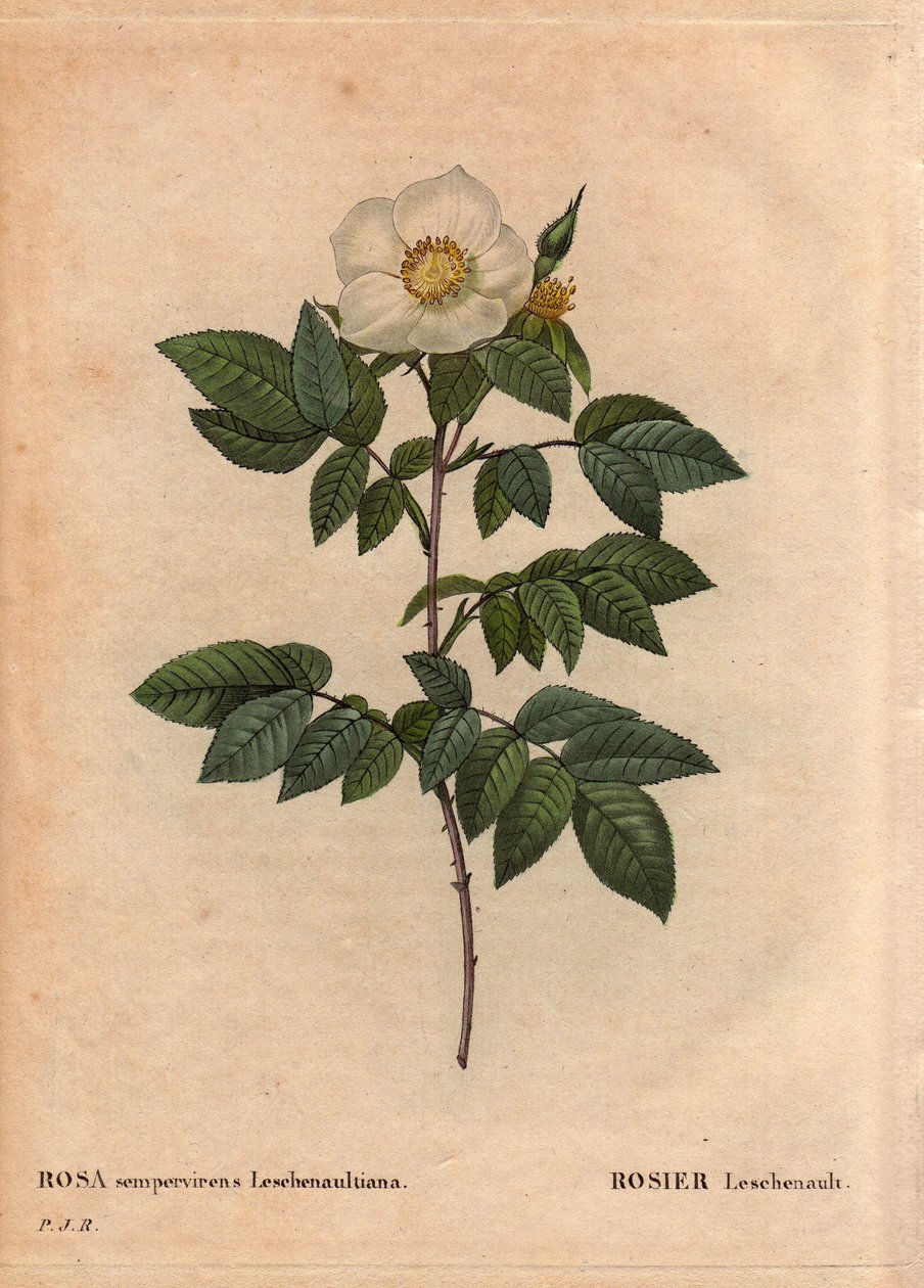 Tábua Botânica, Flower, Rose Variete: A rosa Leschenault (Rosa sempervirens Leschenaultiana). Descoberto por Monsieur Leschenault no Nilgiri (ou Nilagiri ou Nilgiris) também chamado Blue Mountains of India. Na região de Tamil Nadu, antes de 1824. Em "L de Pierre Joseph Redouté