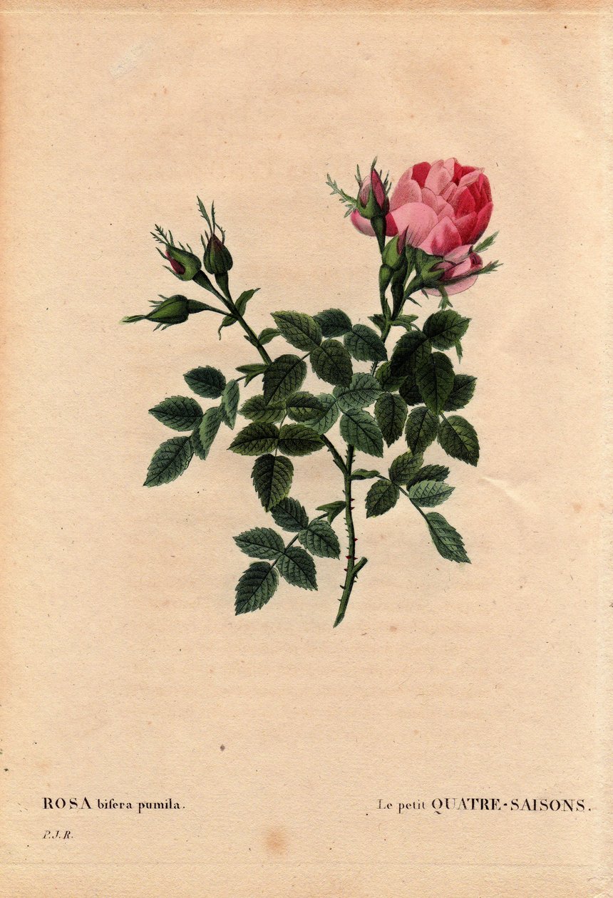 Tábua Botânica, Flower, Rose Variete: The Little Four Seasons (Quatro Estações). Em latim: Rosa bifera pumila, cultivada por Monsieur Noel, Paris, França, antes de 1824. Em "Les Roses", Volume 2, de Pierre Joseph Redoute (1759-1840) de Pierre Joseph Redouté