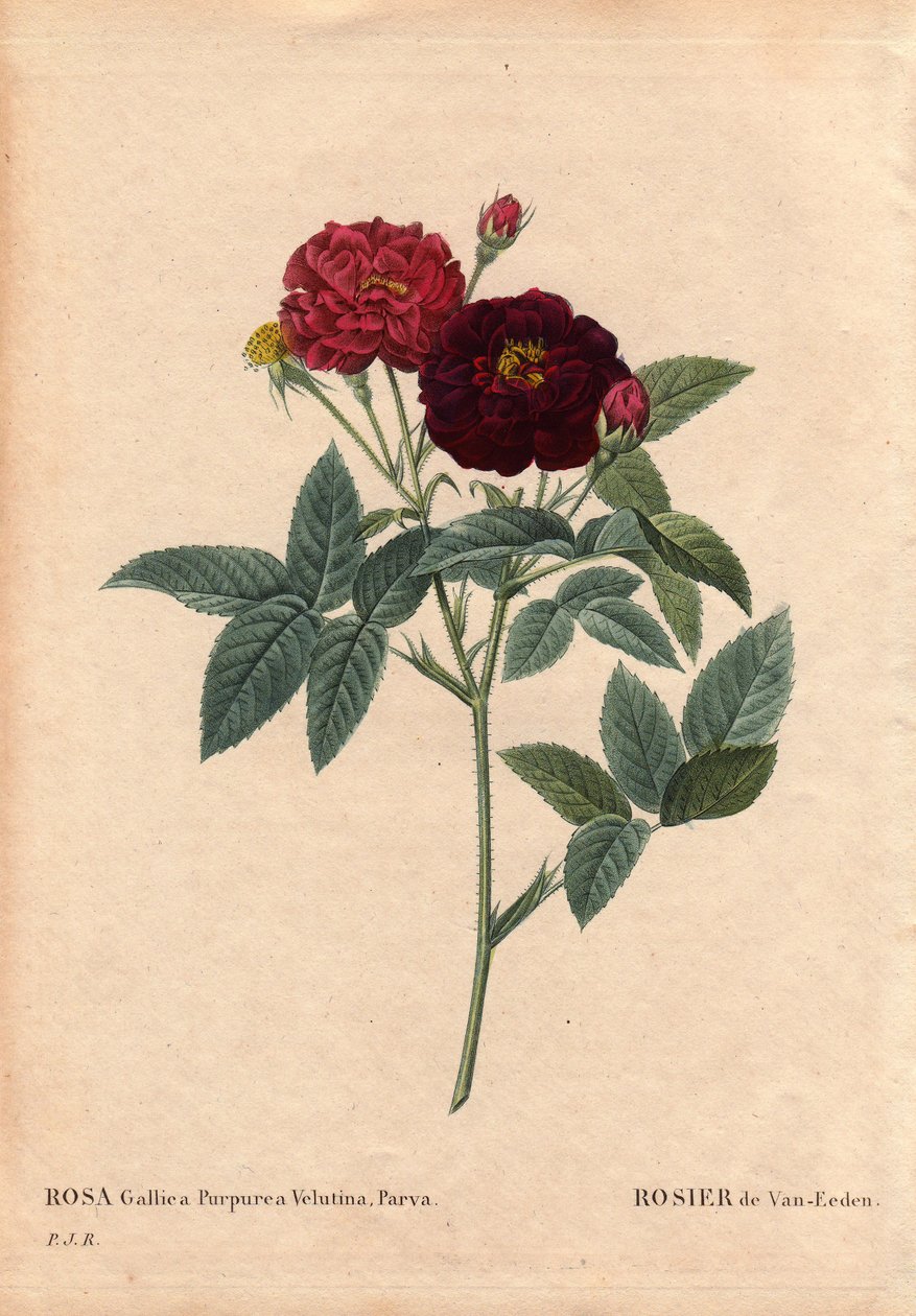 Tábua Botânica, Flower, Rose Variete: Van Eeden Rose (Rosa Gallica Purpurea Velutina Parva). Cultivada na Holanda por Van Eeden antes de 1810. Em "Les Roses", Volume 2 de Pierre Joseph Redoute (1759-1840) de Pierre Joseph Redouté