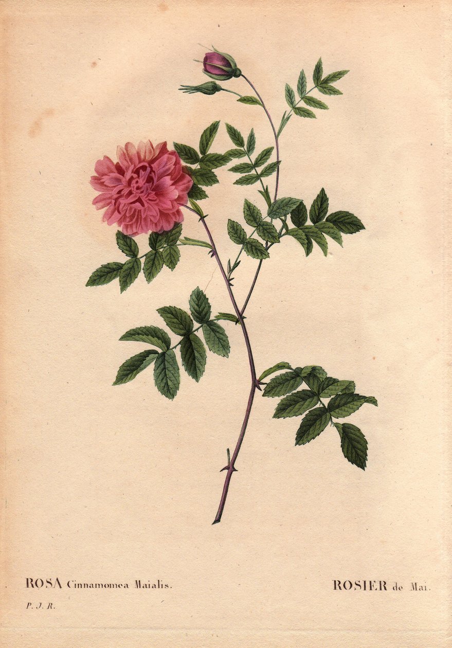 Tábua Botânica, Flower, Rose Variety: Que Rose. (Rosa cinamomea maialis). Flor selvagem que cresce em toda a Europa. Em "Les Roses", Volume 2 de Pierre Joseph Redoute (1759-1840) de Pierre Joseph Redouté