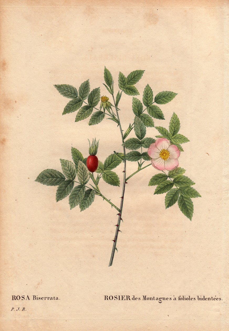 Tábua Botânica, Flower, Rose Variety: Rosa da montanha com bidentee (Rosa Biserrata). Recolhida pelo Dr. Merat antes de 1812 em Mont Valerien, perto de Paris, França. Em "Les Roses", Volume 2 de Pierre Joseph Redoute (1759-1840) de Pierre Joseph Redouté