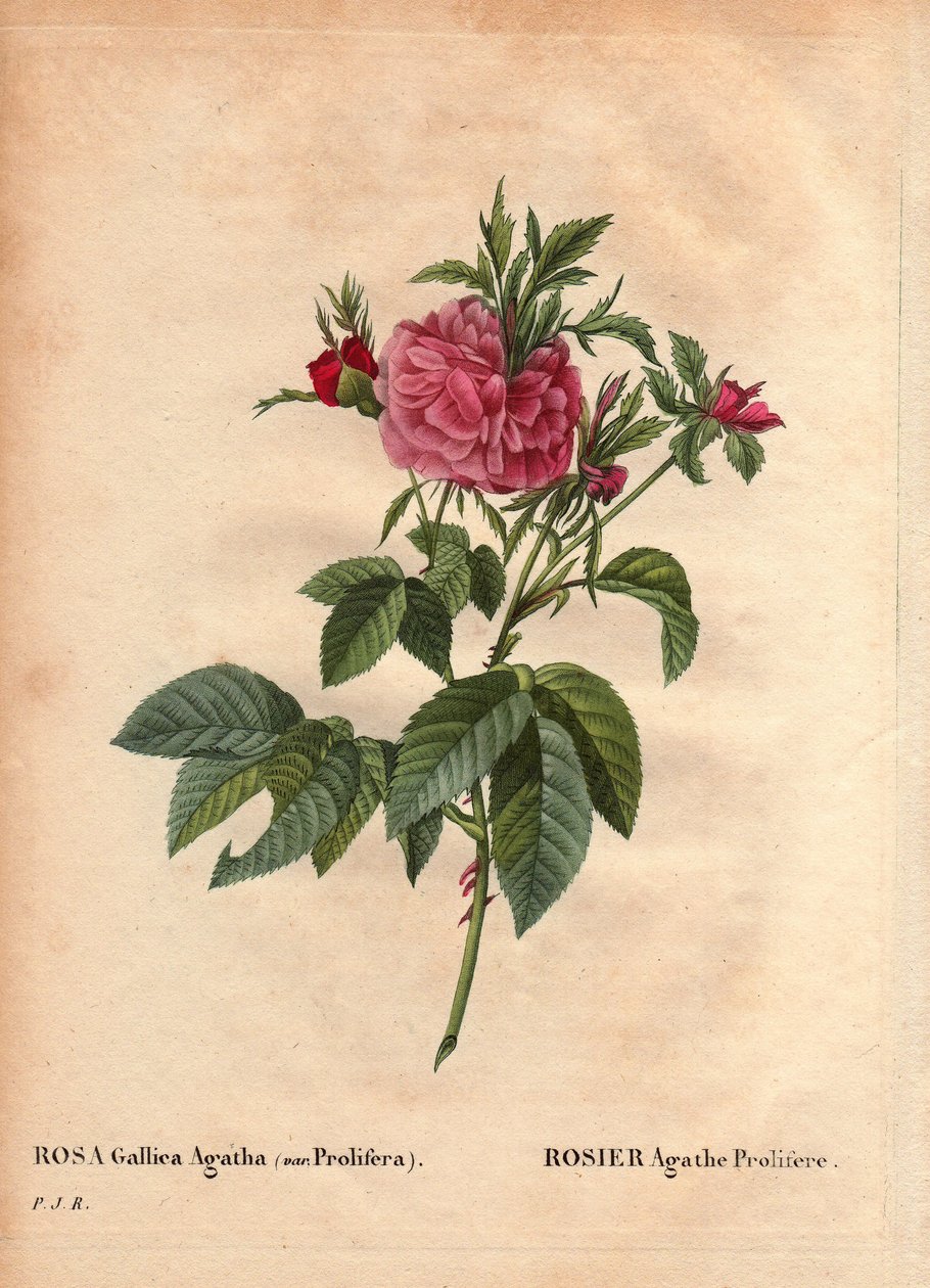 Tábua Botânica, Flower, Rose Variety: Rosa Agathe Prolifere (Rosa Gallica Agatha Prolifera). Em "Les Roses", Volume 2, de Pierre Joseph Redoute (1759-1840) de Pierre Joseph Redouté