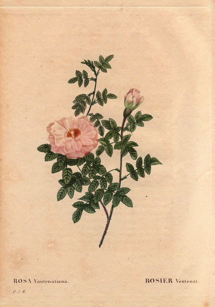 Tábua Botânica, Flower, Rose Variety: Rose Ventenat. (Rosa ventenatiana), origem desconhecida. Em "Les Roses", Volume 2, de Pierre Joseph Redoute (1759-1840) de Pierre Joseph Redouté