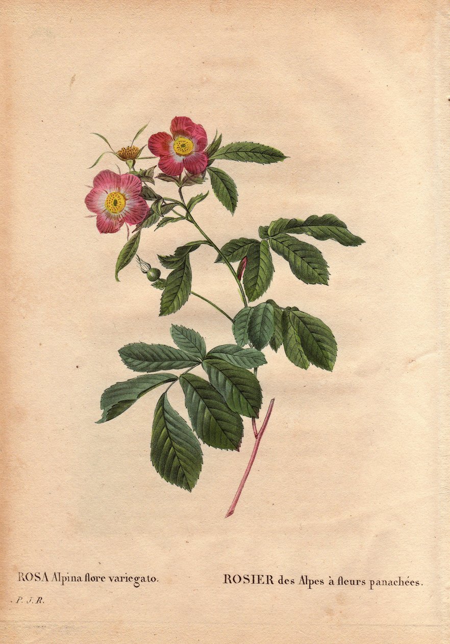 Placa Botânica, Flor, Variete Rosa: Rosa dos Alpes com flores de variegato (flora rosa alpina variegato). Introduzida em França por volta de 1813 de Poilpre. Em "Les Roses", Volume 2 de Pierre Joseph Redoute (1759-1840) de Pierre Joseph Redouté
