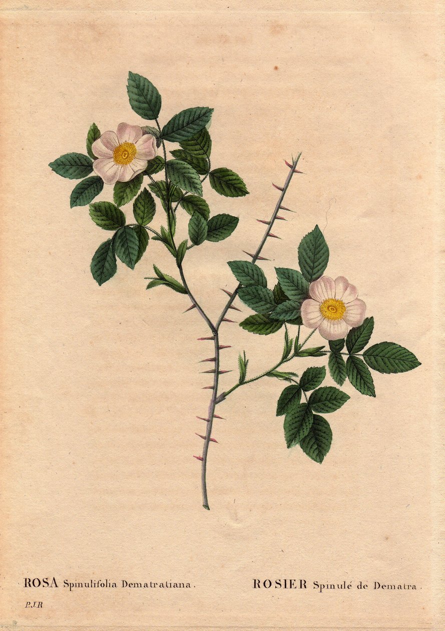 Placa Botânica, Flor, Variete Rosa: Rosier Spinule de Dematra (Rosa spinulifolia dematratiana) descoberta perto de Chatel-sur-Montsalvens (Chatel sur Montsalvens), Friburgo, Suíça pelo Reitor Dematra, sacerdote do Corbieres, antes de 1818. Em "Les Roses" ( de Pierre-Joseph Redouté
