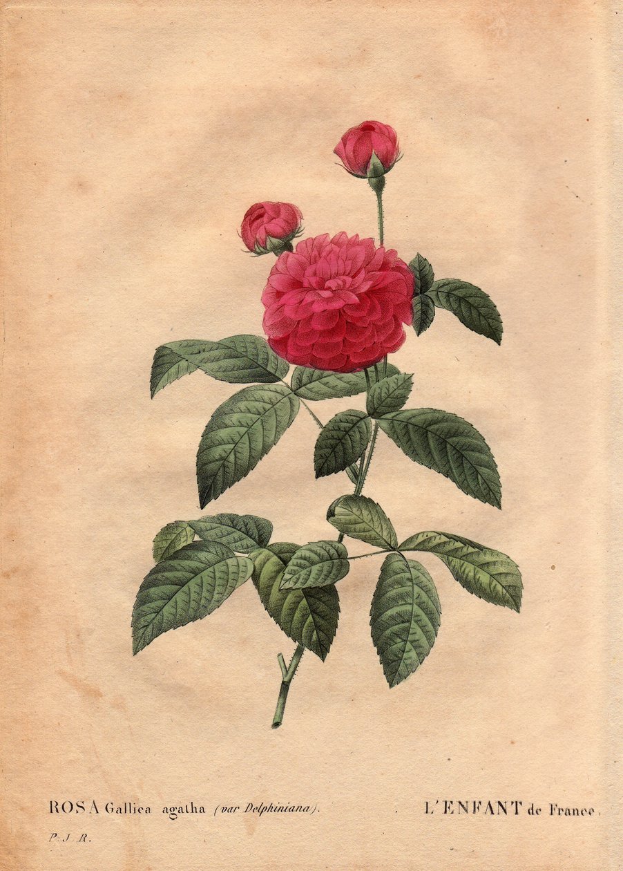 Placa Botânica, Flor, Variete Rosa: A criança da França (Rosa gallica agatha var. delphiniana). Cultivada por Monsieur Du Pont, por volta de 1802, conhecida desde o regimento de Luís XV (1710-1774) e chamada "Enfant de France" em homenagem ao Delfim. Em "L de Pierre Joseph Redouté