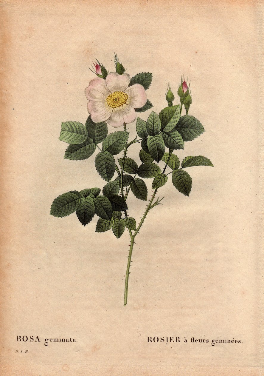 Placa Botânica, Flor, Variedade Rosa: Rose de flor de estômago. (Rosa geminata). Descoberto pelo Professor Rau, perto de Wurzburg, Alemanha, antes de 1820. Em "Les Roses", Volume 2 de Pierre Joseph Redoute (1759-1840) de Pierre Joseph Redouté