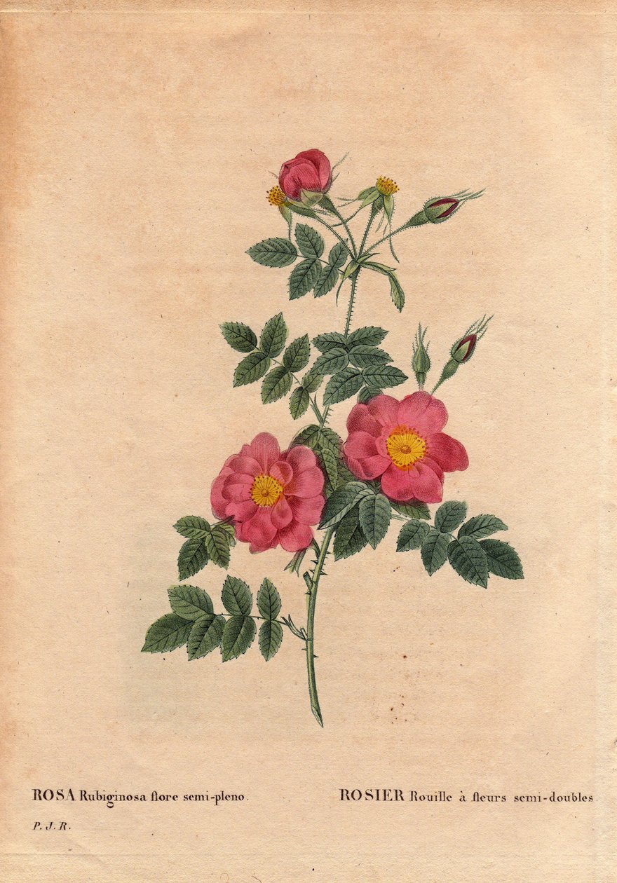 Placa Botânica, Flor, Variedade Rosa: A Rosa Ferrugem tem flores semi-duas (flora Rosa rubiginosa semi pleno), obtidas a partir de sementes e cultivadas por P.J. Redoute por volta de 1806. Em "Les Roses", Volume 2 de Pierre Joseph Redoute (1759-1840) de Pierre Joseph Redouté