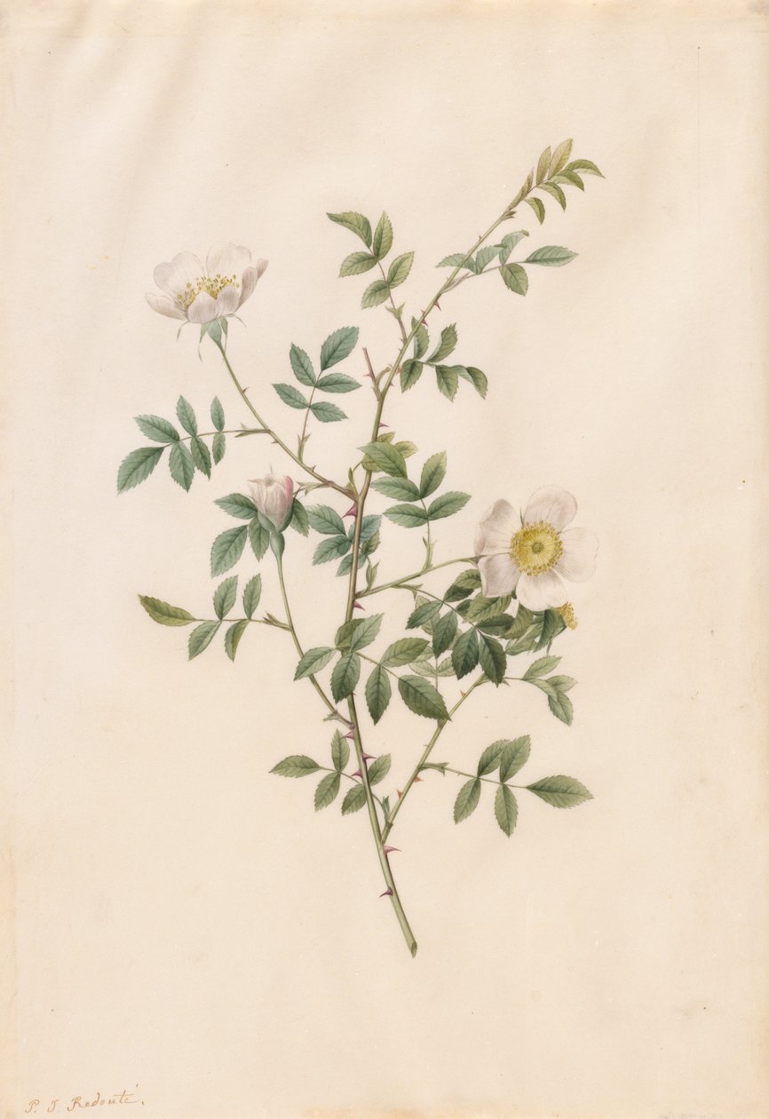 Brier Bush Rose ou Dog Rose (Rosa Sepium Rosea) de Pierre Joseph Redouté