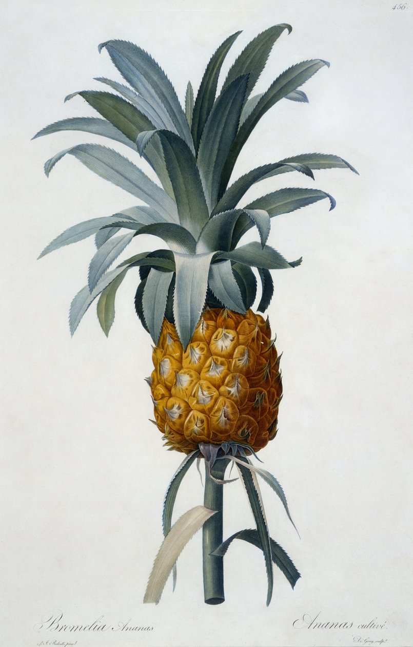 Bromelia Ananas (gravura colorida à mão) de Pierre Joseph Redouté