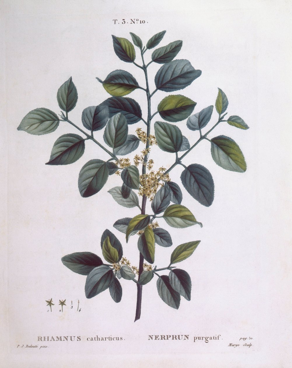 Buckthorn (Rhamnus catharticus), Henry Louis Duhamel du Monceau, placa botânica de Pierre Joseph Redouté de Pierre Joseph Redouté
