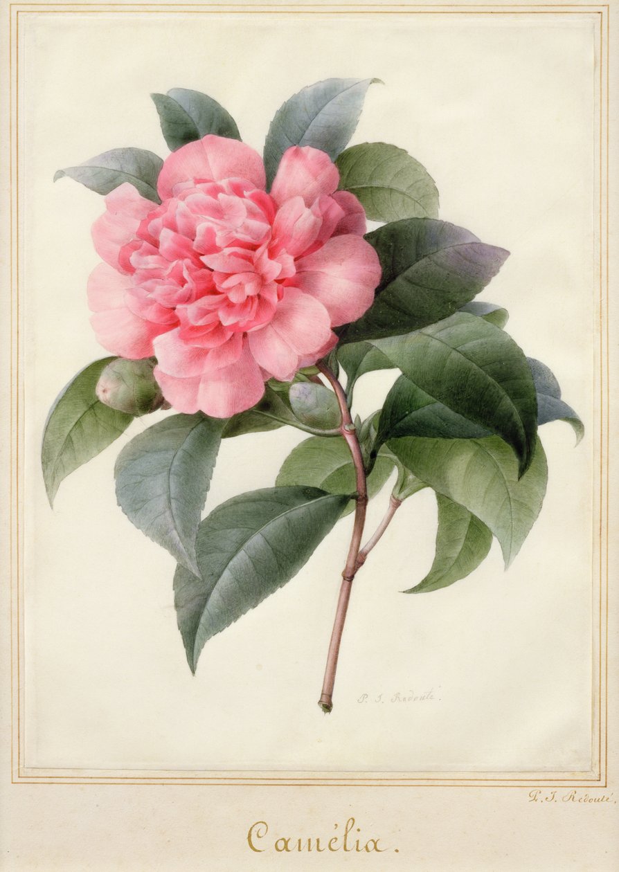 Camelia (aquarela com ouro sobre velino) de Pierre Joseph Redouté