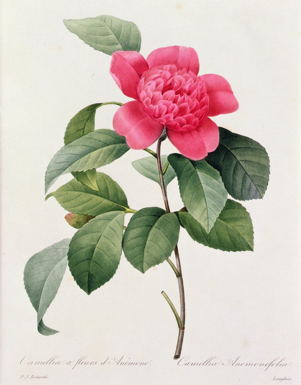 Camellia Anemonefolia (gravura a cores) de Pierre Joseph Redouté