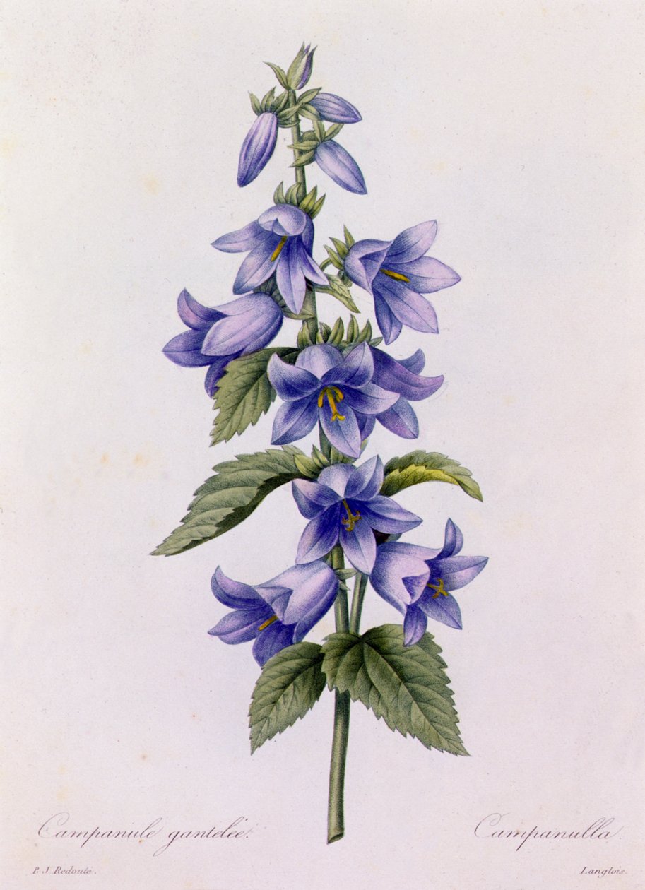 Campanula (gravura a cores) de Pierre Joseph Redouté