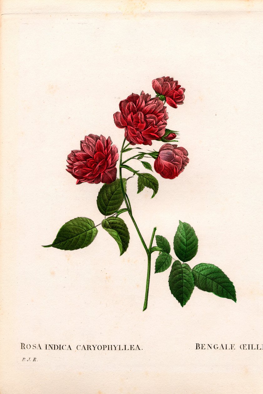 Cravinho China rosa, Rosa chinensis variedade, O cravo Bengala cravo. Gravura em chapa de cobre colorida à mão, de Pierre Joseph Redoute, "Les Roses", Paris de Pierre Joseph Redouté