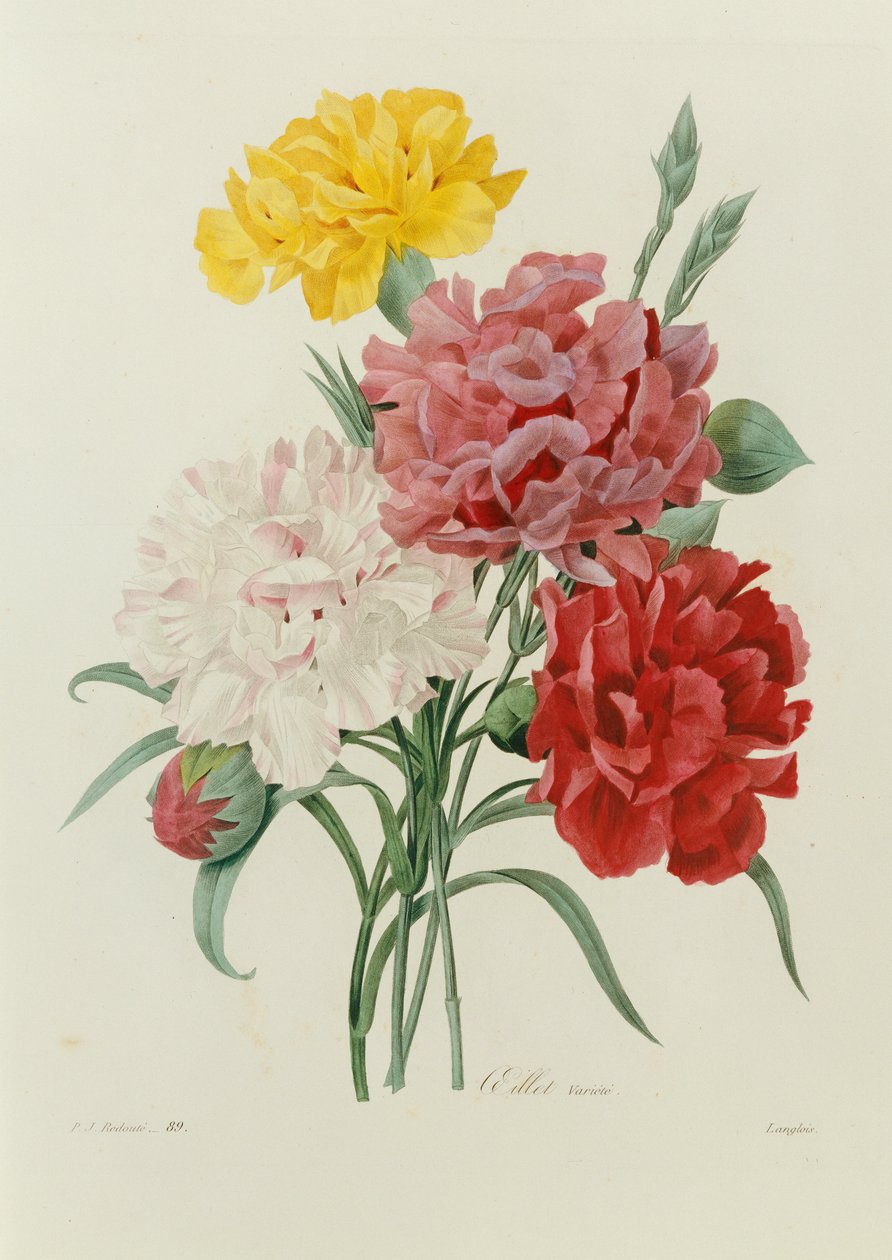 Cravos, de "Escolha das Flores Mais Belas", c.1833 de Pierre Joseph Redouté