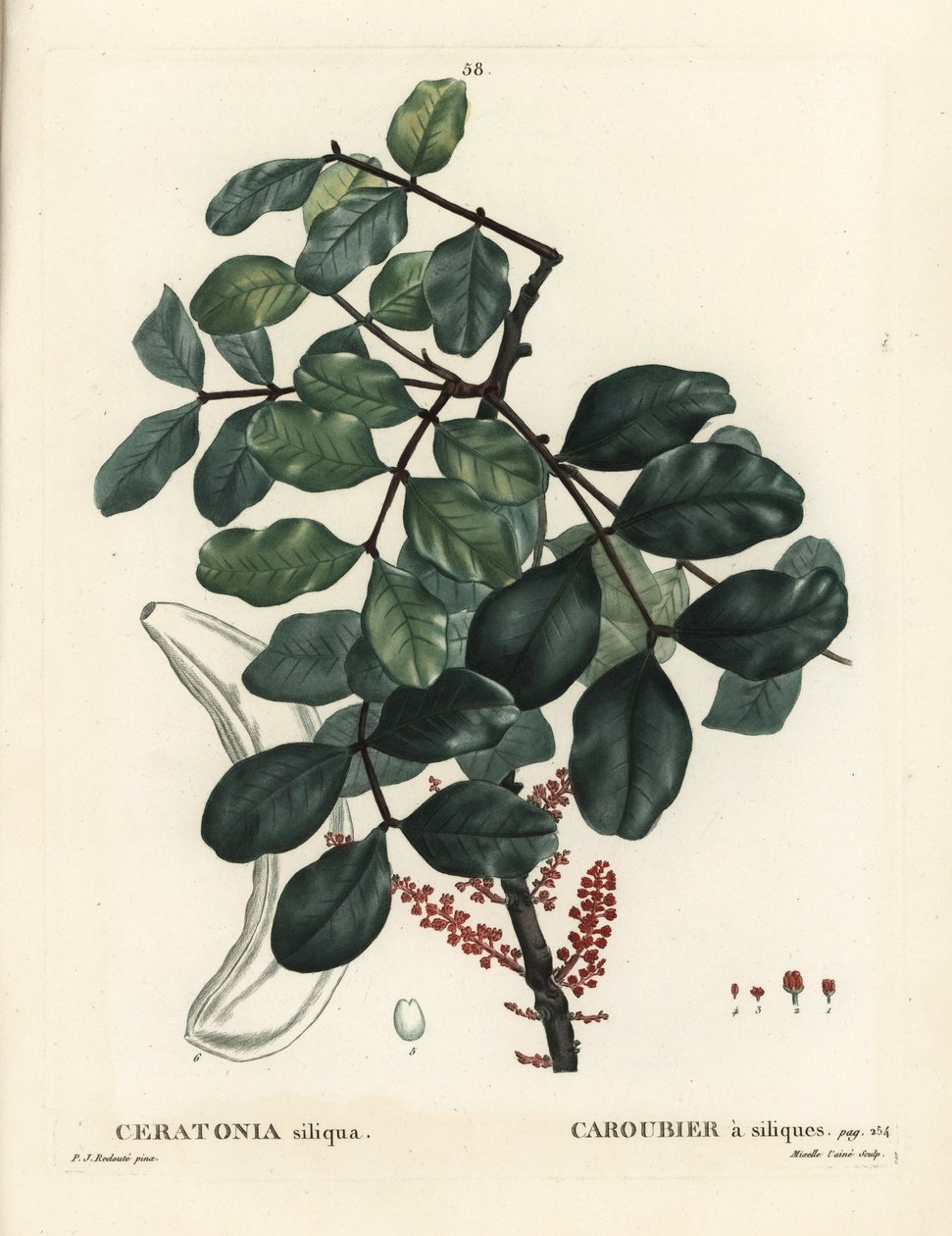 Alfarrobeira ou alfarroba, Ceratonia siliqua. Gravura de agulha colorida por Mixelle l