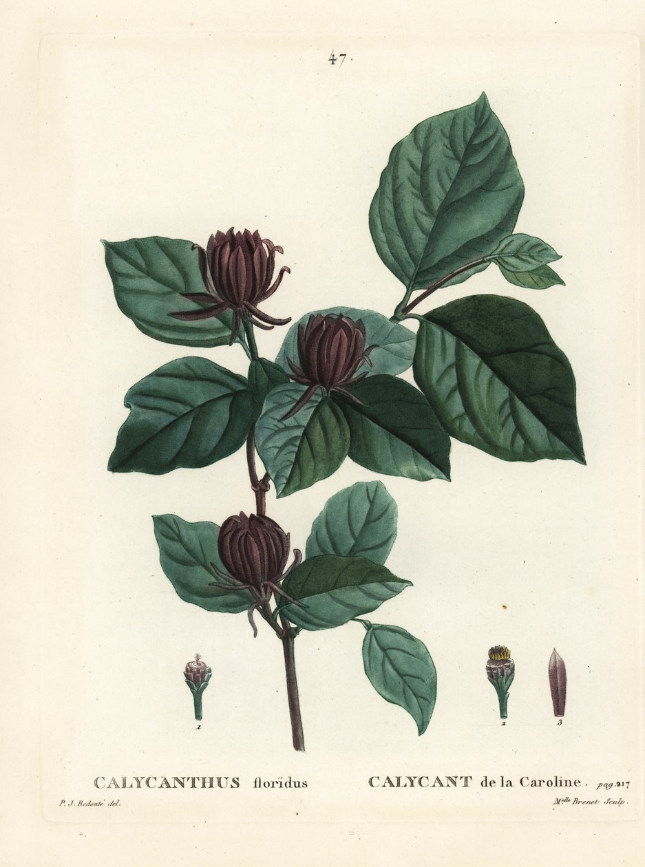 Carolina spicebush ou docinho oriental, Calycanthus floridus. Gravura de agulha colorida por Miss Brenet após uma ilustração de Pierre-Joseph Redoute de Henri Louis Duhamel du Moncel
