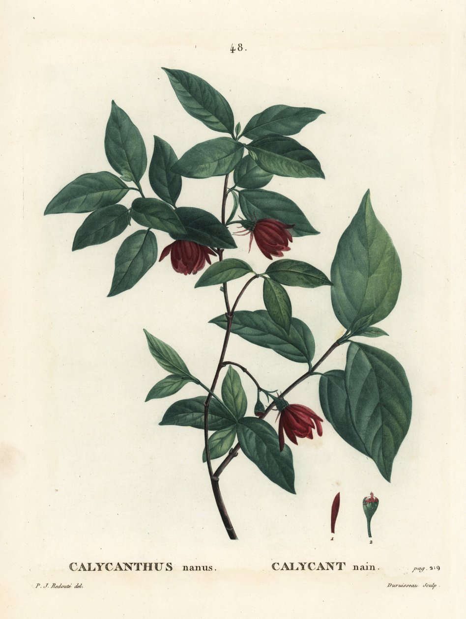 Carolina spicebush ou sweetshrub oriental, Calycanthus floridus var. glaucus (Calycanthus nanus). Gravura de agulha colorida à mão por Du Ruisseau após uma ilustração de Pierre-Joseph Redoute de Henri Louis Duhamel du Moncel