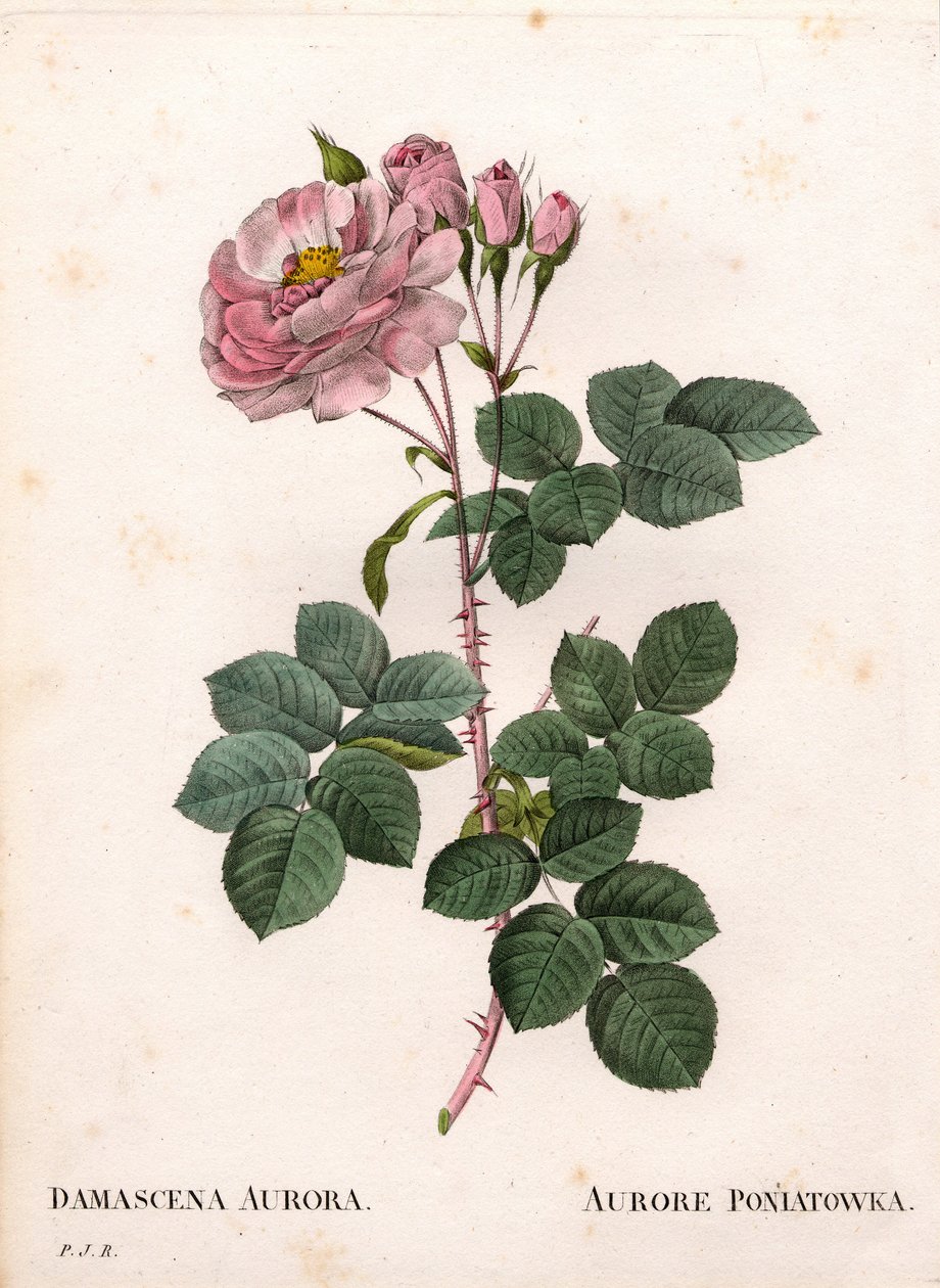 Celeste rosa, variedade Rosa alba, Rose Aurore Poniatowska. Gravura em chapa de cobre colorida à mão de "Les Roses", de Pierre Joseph Redoute, Paris de Pierre Joseph Redouté