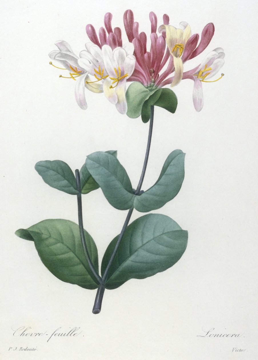 Folha de cabra, da escolha das mais belas flores e dos mais belos frutos, 1827 (gravura pontilhada à mão) de Pierre Joseph Redouté