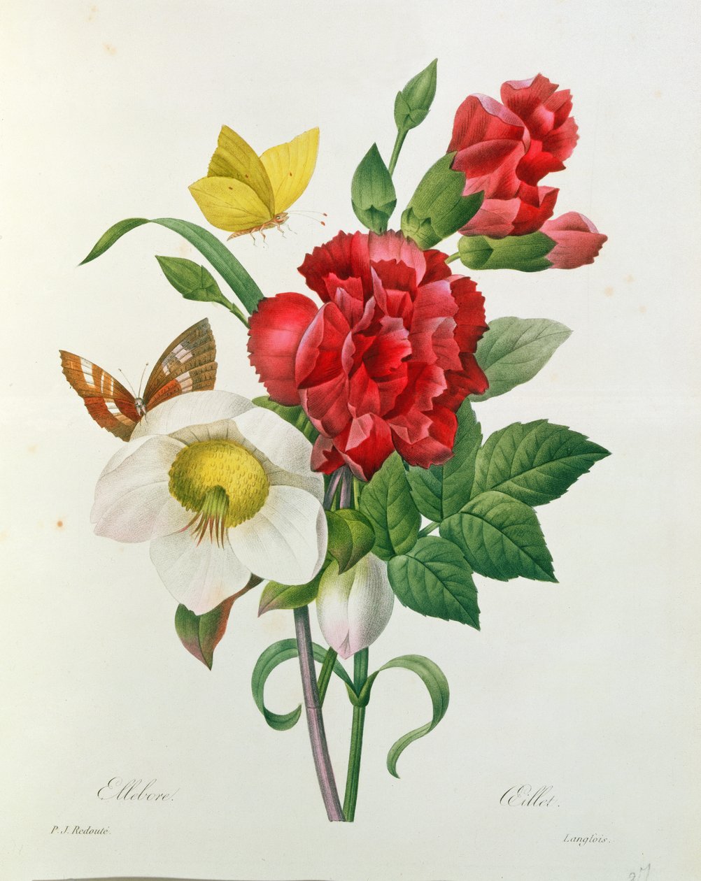 Christmas Rose, Helleborus niger e Red Carnation with Butterflies, de &39;As Escolhas das Flores Mais Bonitas&39; de Pierre Redoute (1759-1840) de Pierre Joseph Redouté