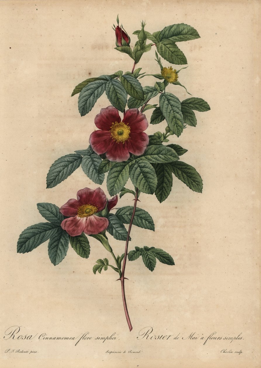 Rosa majalis de canela de Pierre Joseph Redouté