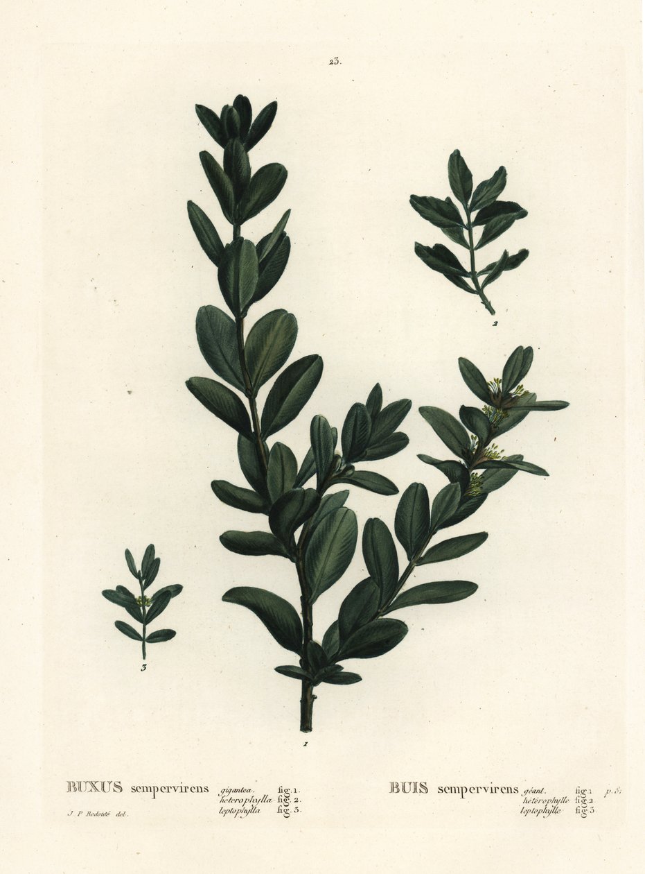 Caixa comum, caixa europeia ou boxwood, Buxus sempervirens (gigantea, heterophylla e leptophylla). Gravura de um estilete colorido à mão depois de uma ilustração de Pierre-Joseph Redoute, de Henri Louis Duhamel du Monceau
