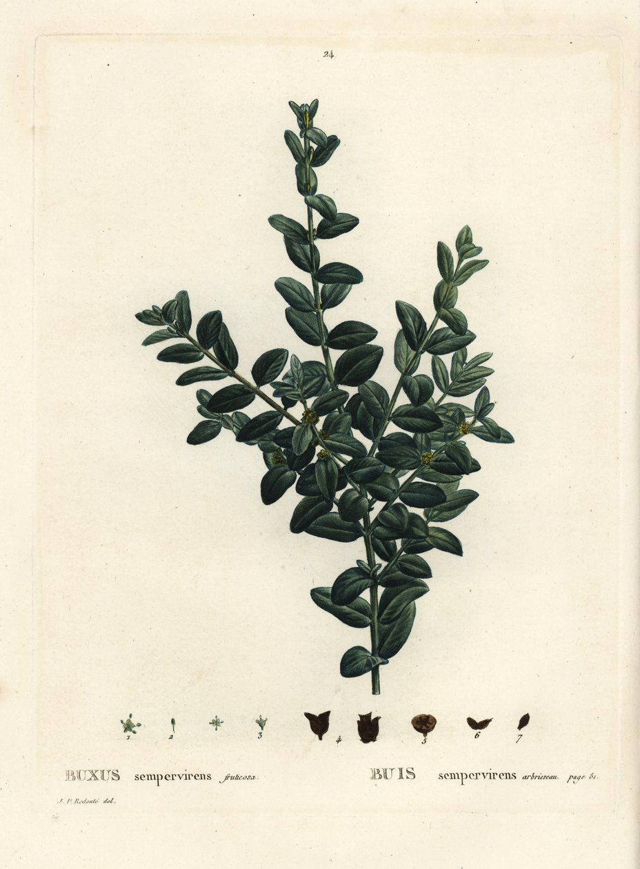 Caixa comum, caixa europeia ou boxwood, Buxus sempervirens fruticosa. Gravura de um estilete colorido à mão depois de uma ilustração de Pierre-Joseph Redoute, de Henri Louis Duhamel du Monceau