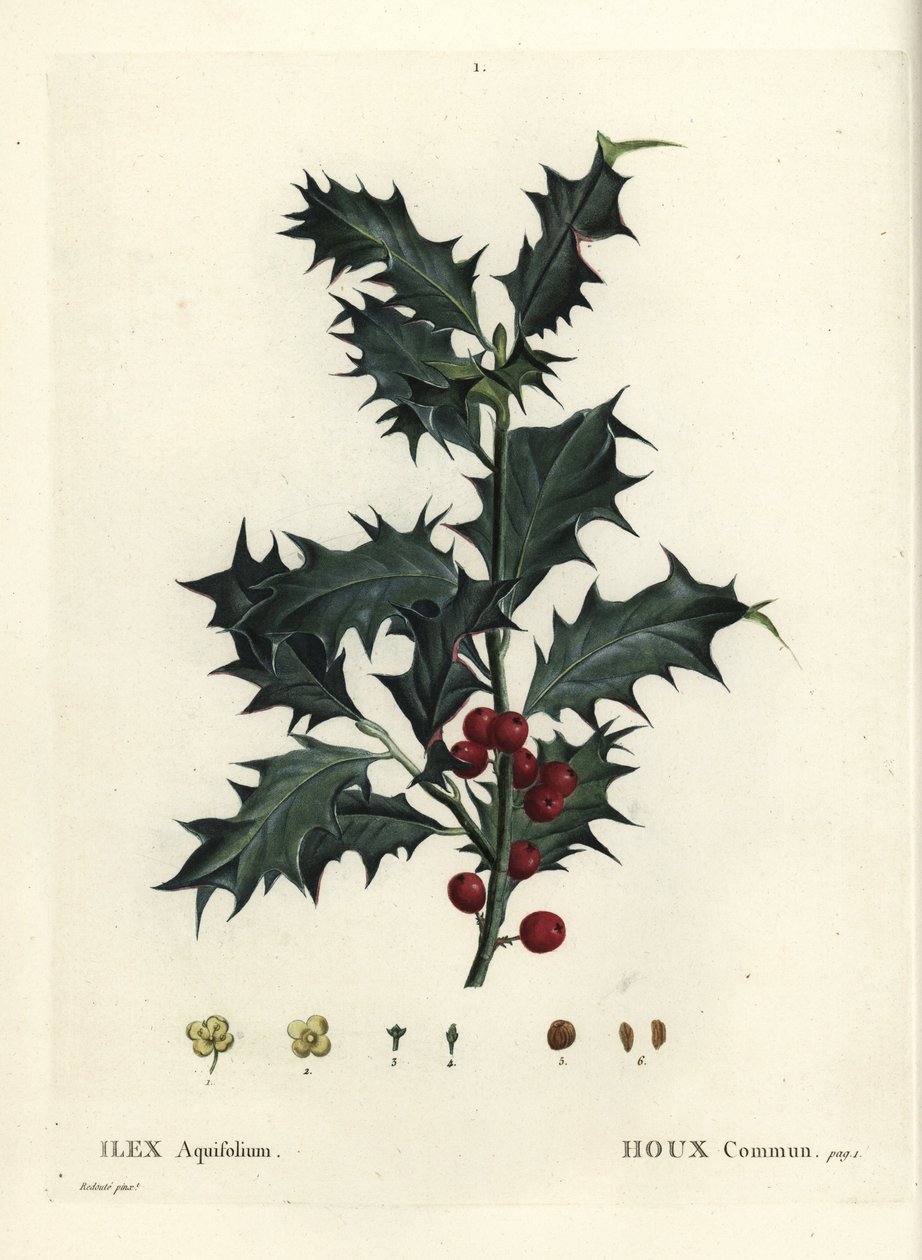 Azevinho comum, Ilex aquifolium. Gravura de um estilete colorido à mão depois de uma ilustração de Pierre-Joseph Redoute, de Henri Louis Duhamel du Monceau