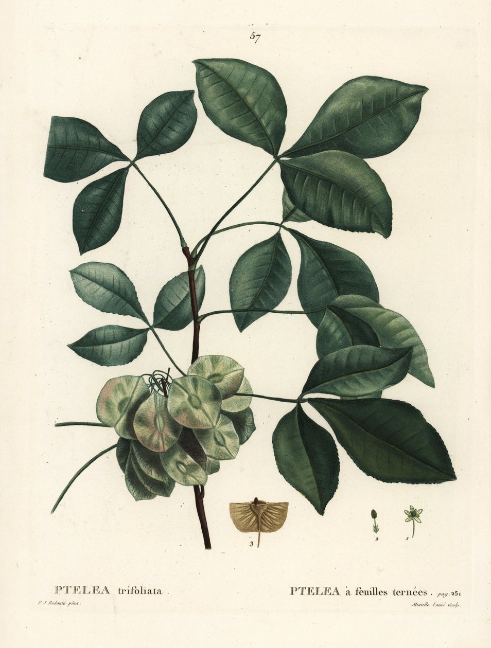 Lúpulo comum, cinza fedorenta ou cinza de wafer, Ptelea trifoliata. Gravura de agulha colorida por Mixelle l