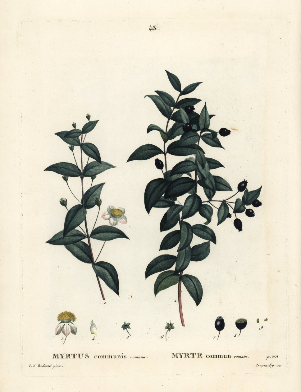 Mirto comum, Myrtus communis. Gravura de pontilhos coloridos à mão por Demachy após uma ilustração de Pierre-Joseph Redoute, de Henri Louis Duhamel du Moncel