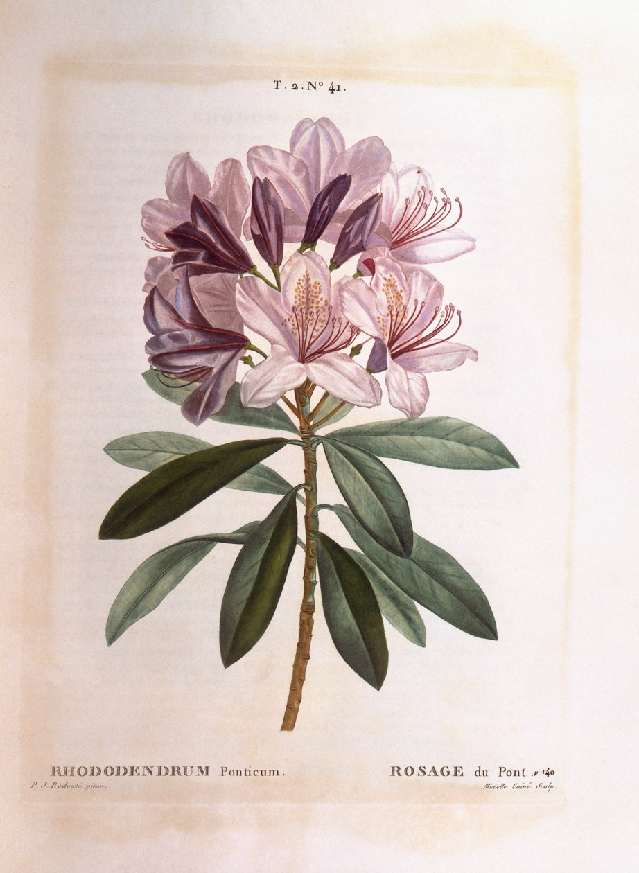Rododendro comum (Rhododendron ponticum), Henry Louis Duhamel du Monceau, placa botânica de Pierre Joseph Redouté de Pierre Joseph Redouté