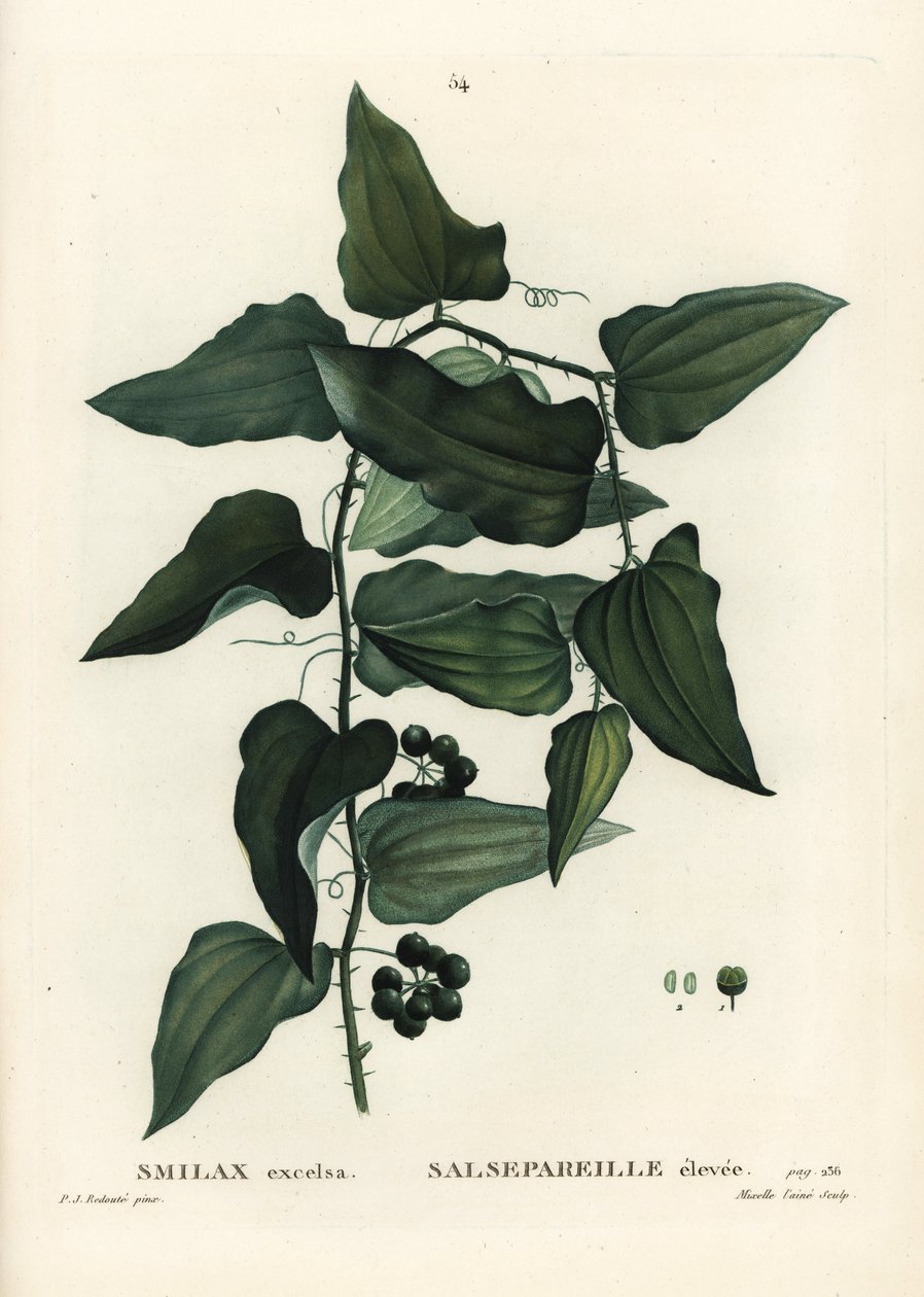 Smilax comum, bindweed bindweed, salsaparilla ou smilax mediterrânico, Smilax aspera (Smilax excelsa). Gravura de agulha colorida à mão por Mixelle l