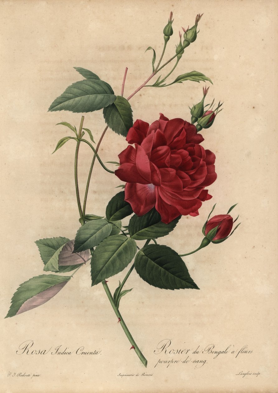 Crimson China rosa, Rosa chinensis de Pierre Joseph Redouté