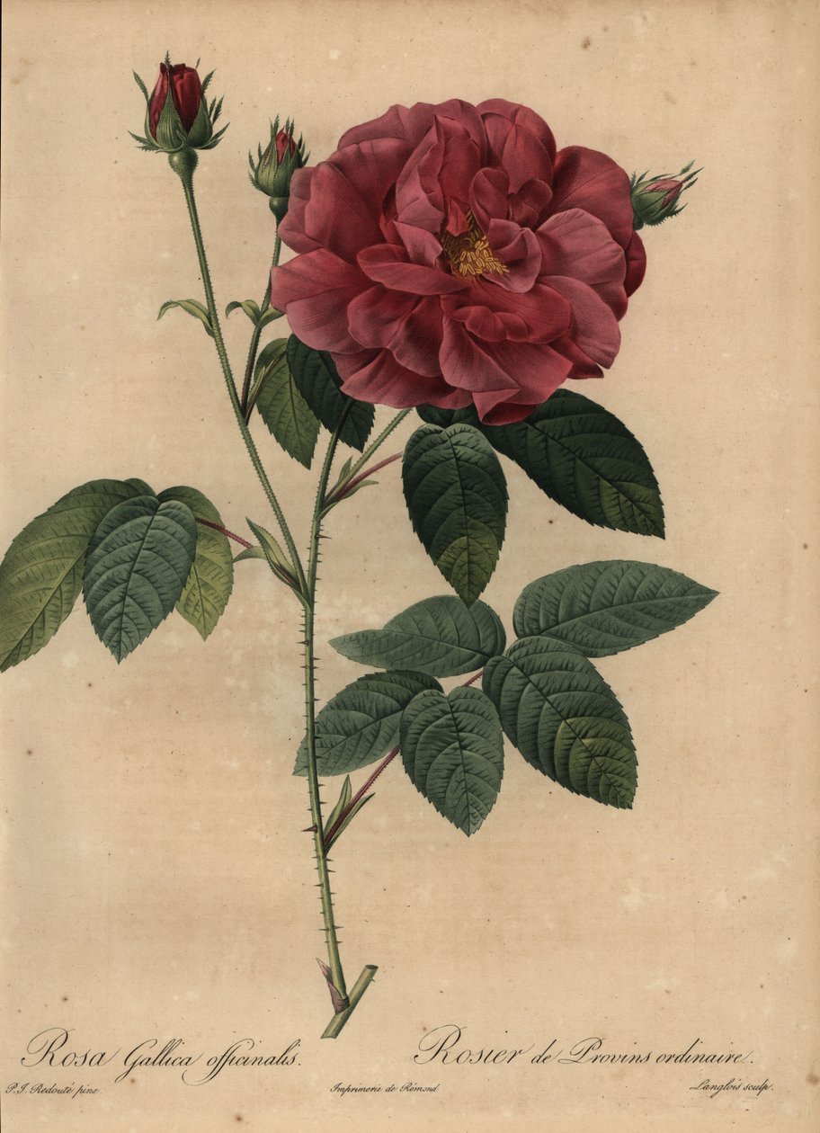 Rosa vermelha vermelha ou rosa de Provins, Rosa gallica officinalis de Pierre Joseph Redouté